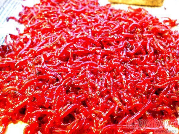 Купить рыболовного мотыля Купить рыболовного мотыля